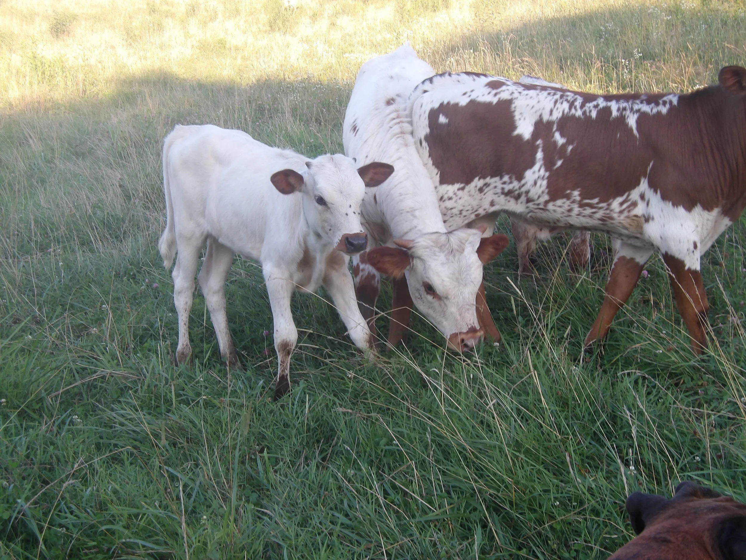 Texas Longhorn Calves (Heifers & Bull)