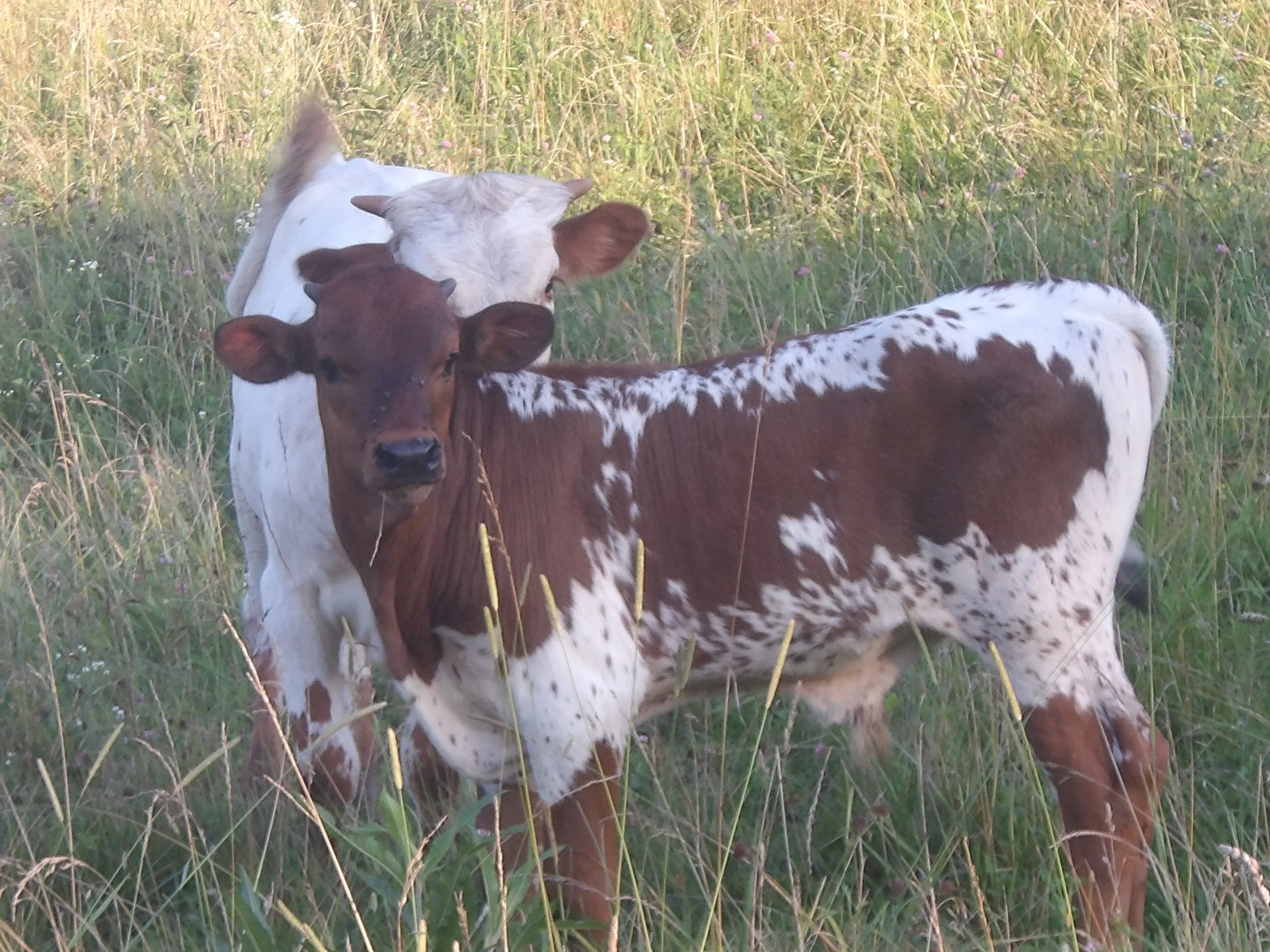 Texas Longhorn Calves