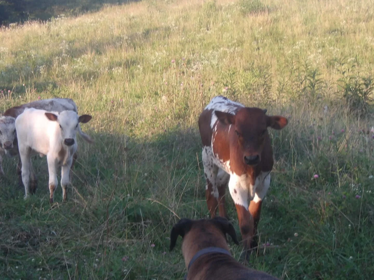 Bull & Heifer.jpg