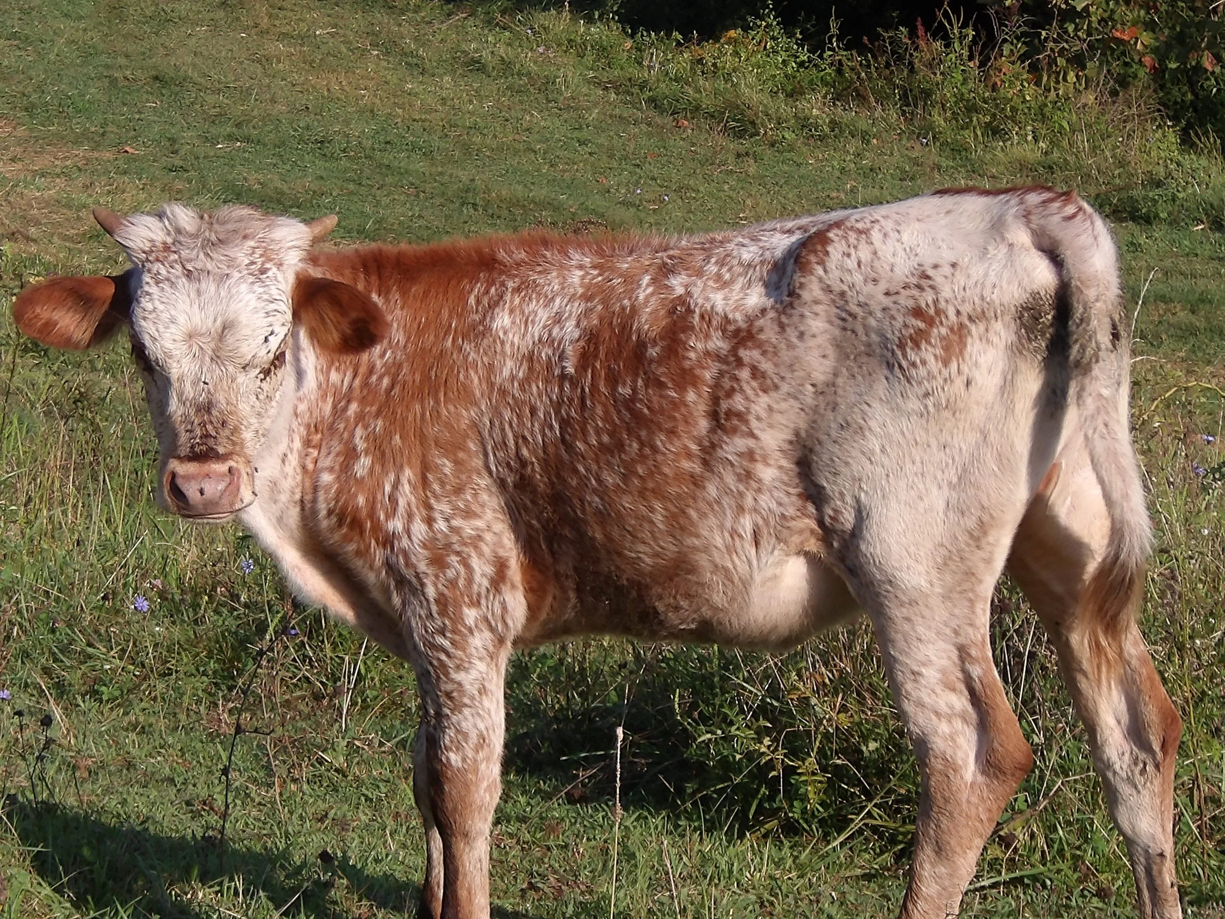 TEXAS LONGHORN HEIFER