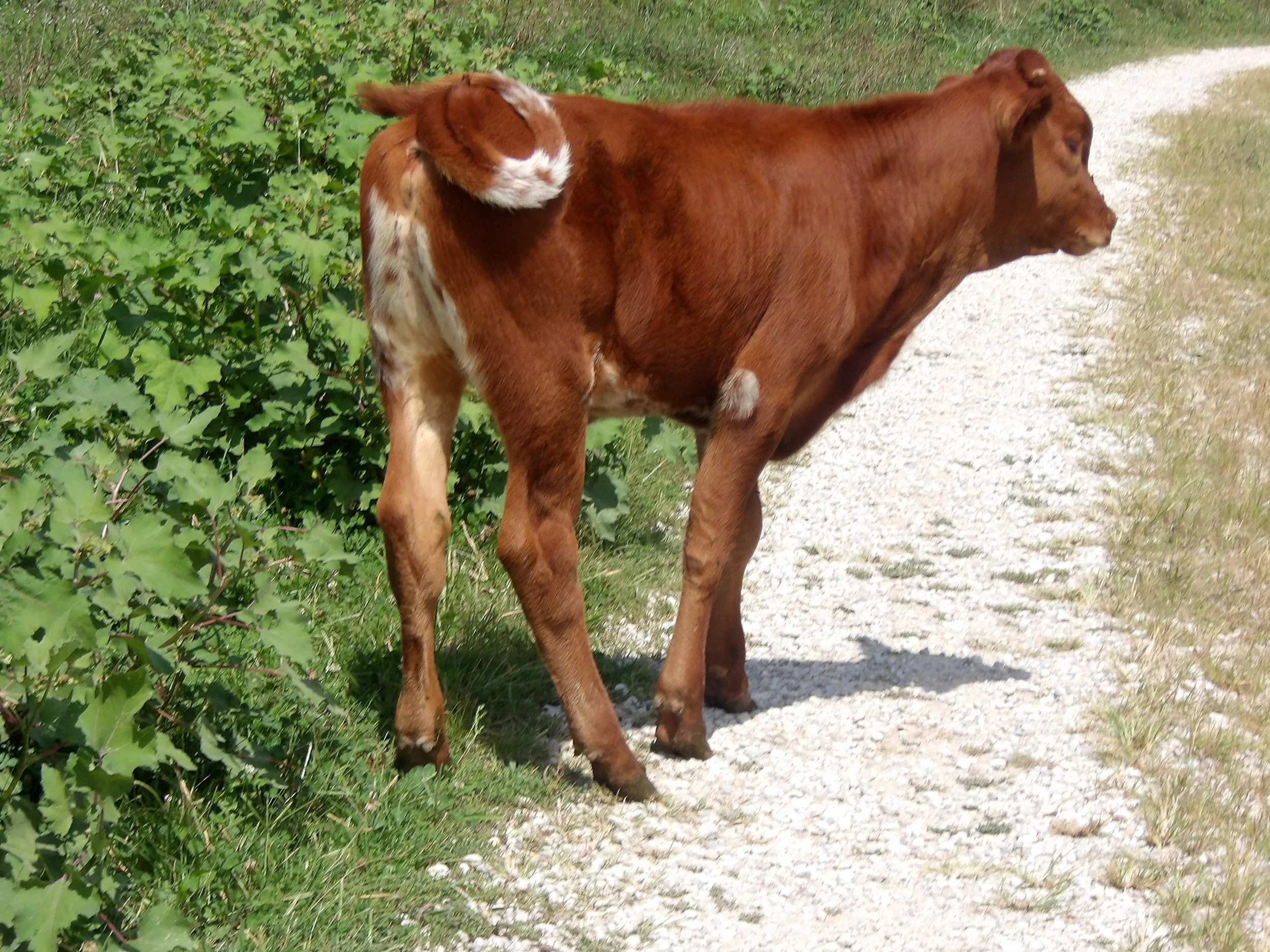 Texas Longhorn Bull