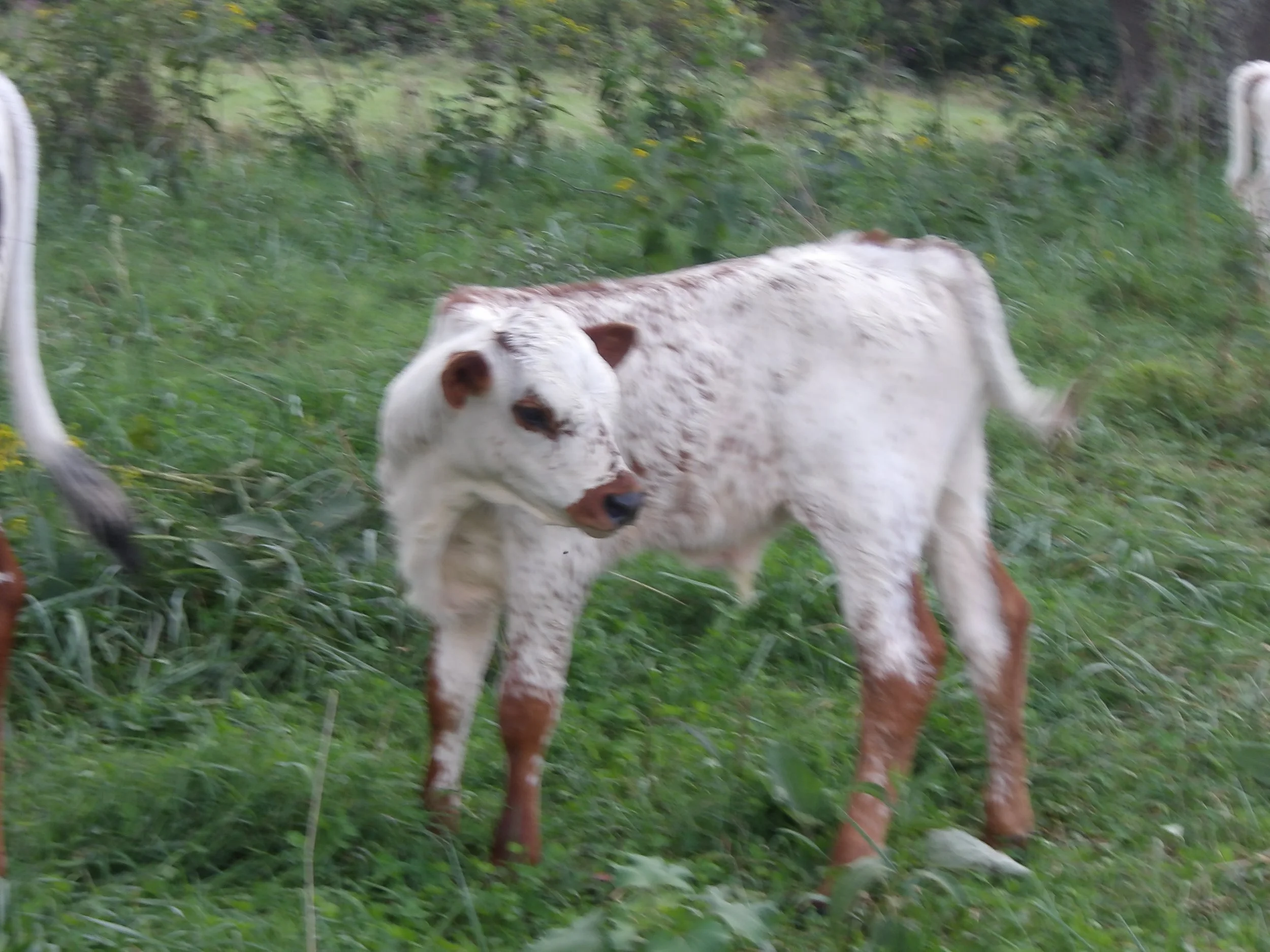 Texas Longhorn Bulls available after November 15th, thanks you