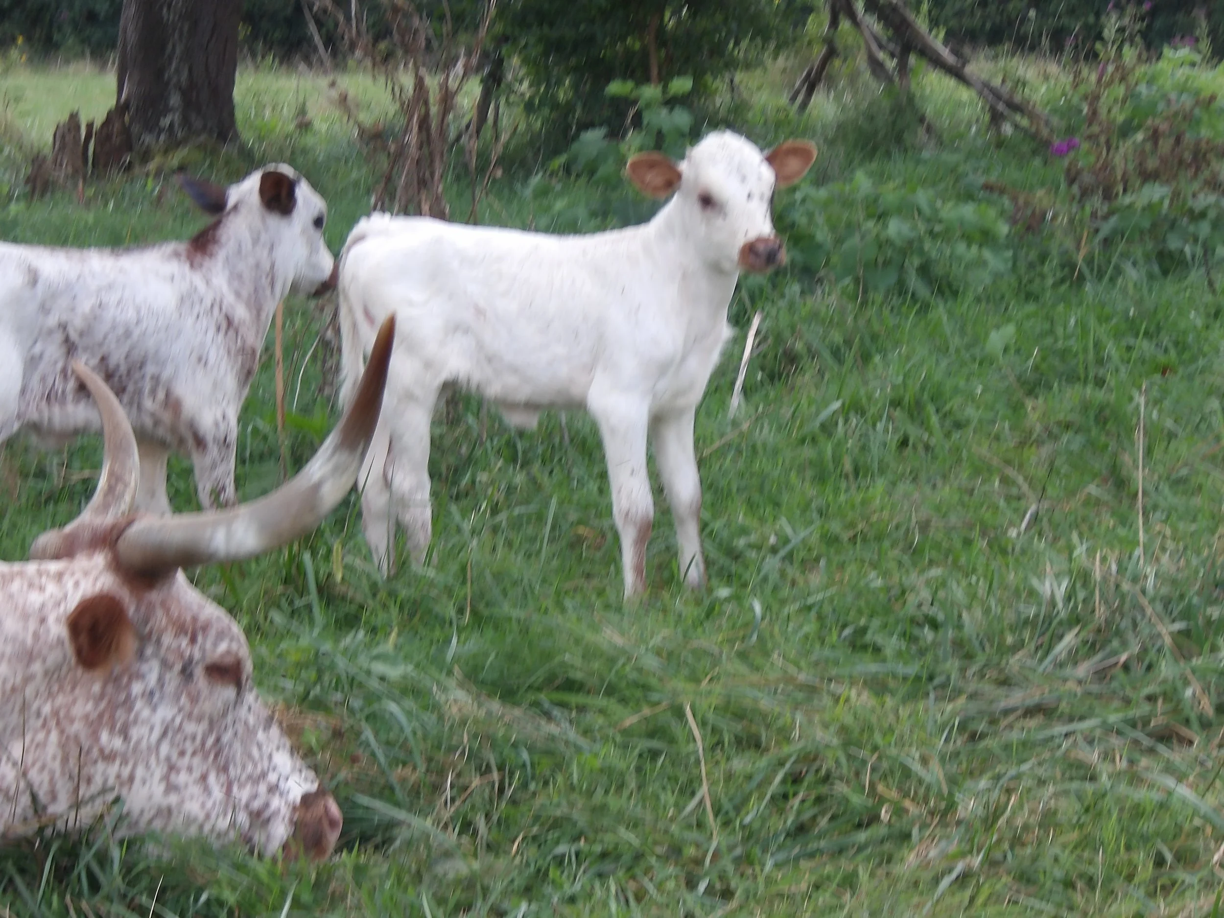 100_0042.JPG