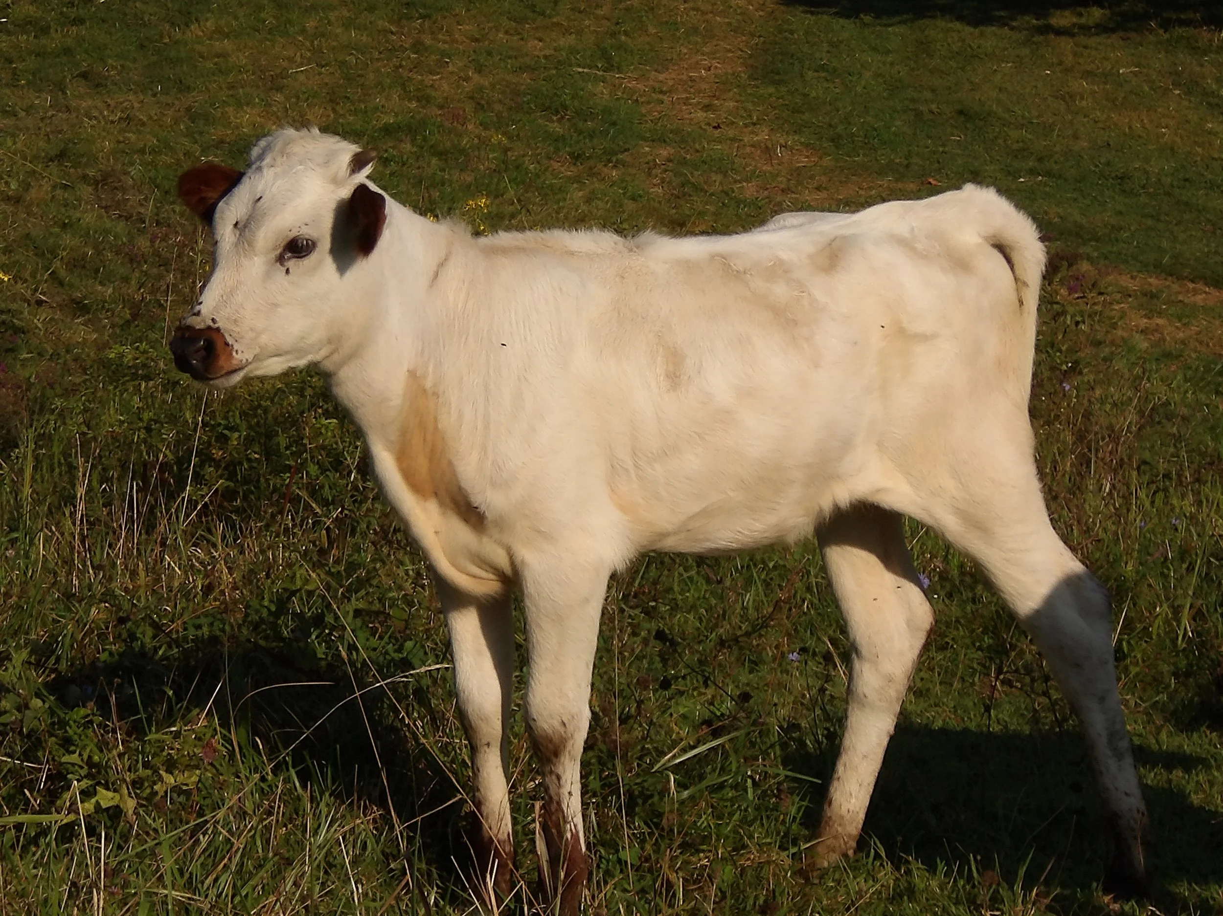 TEXAS LONGHORN HEIFERS - AVAILABLE IN NOVEMBER 2026