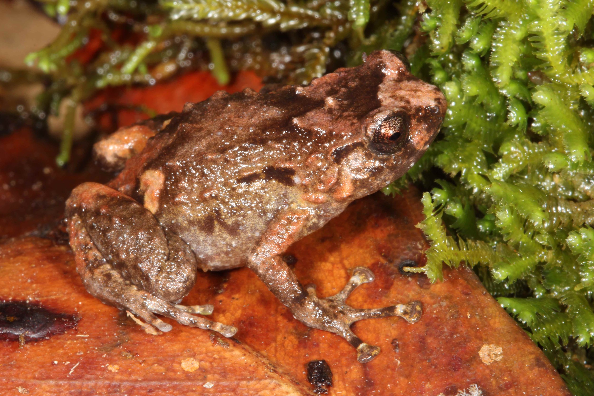 Cophixalus australis_Conrad Hoskin low res copy.jpg