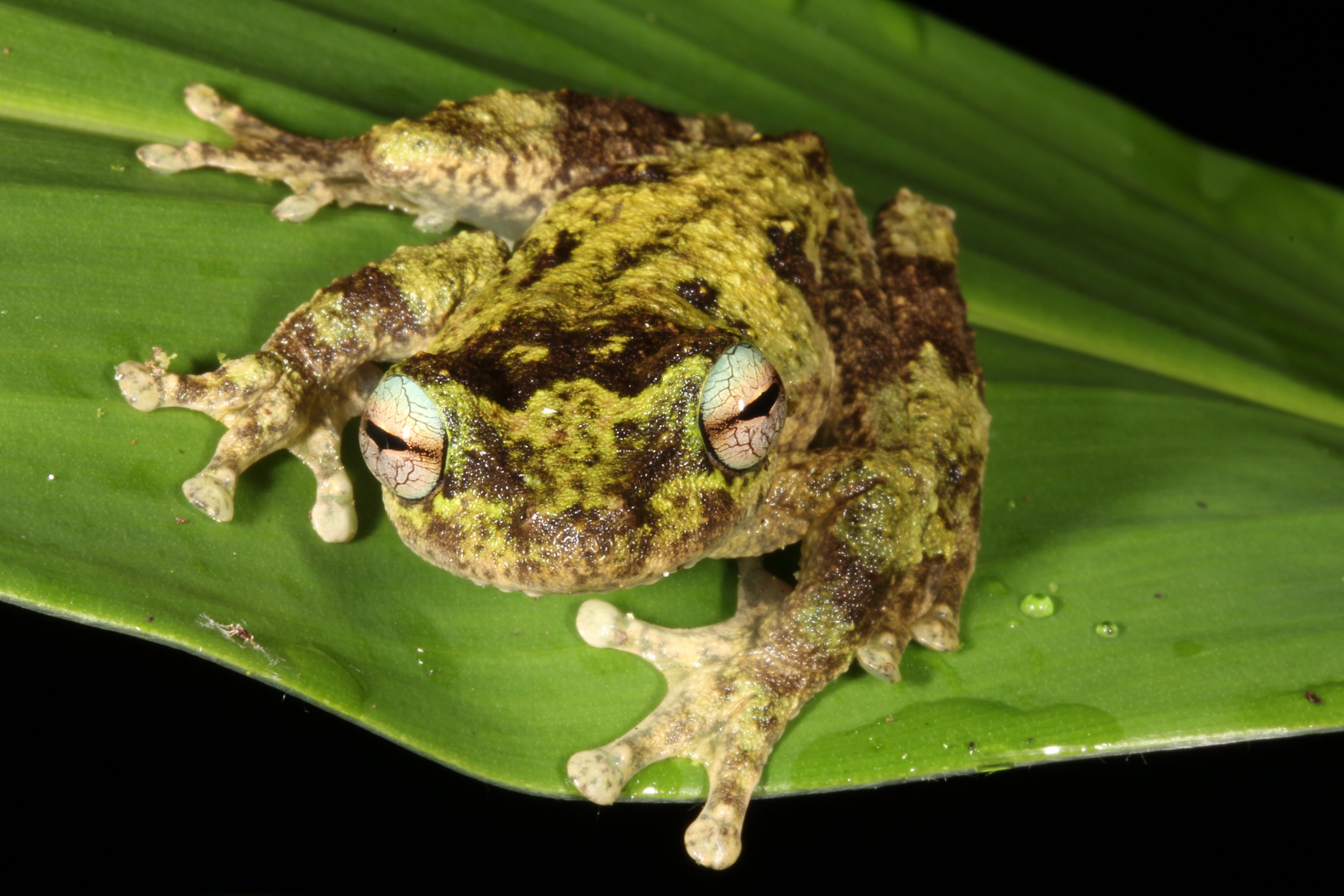 Litoria serrata_Conrad Hoskin.jpg