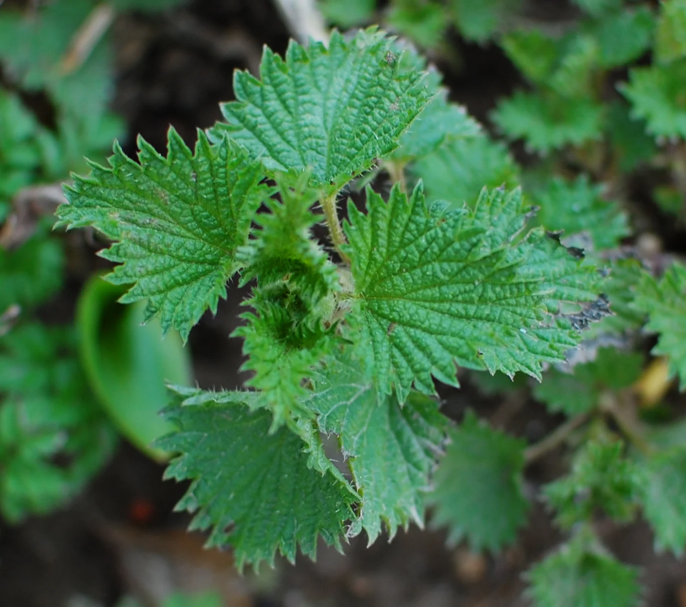 young-nettles-2.jpg
