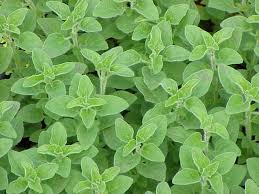oregano.jpeg
