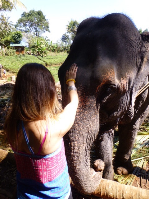 This beautiful elephant lives in the mountains of Munnar surrounded by tea plantations in Kerala, Southern India.