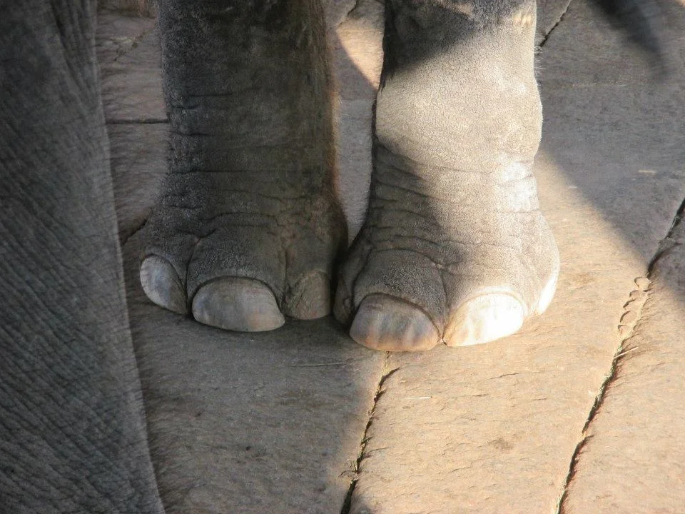 Laxmi's toes.