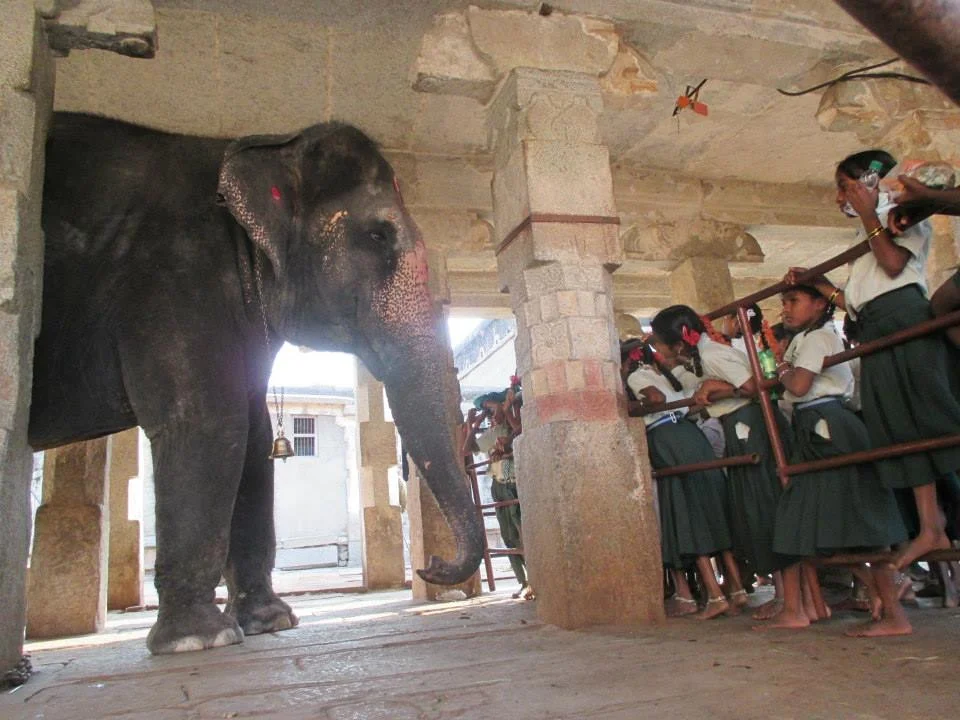 This is Laxmi. She lives in a Temple in Hampi, outside of Hospet in Karnataka, India. If you hand her 10 rupees, she extends her trunk and gives you a blessing on the head.