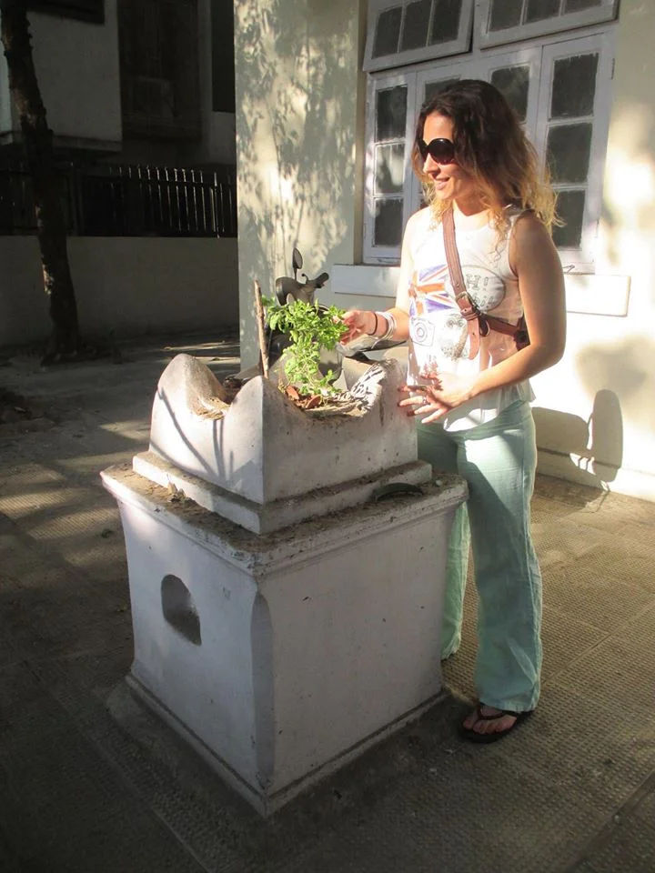 So excited to find my first Holy Basil plant being honored outside of a home in Mumbai, India.