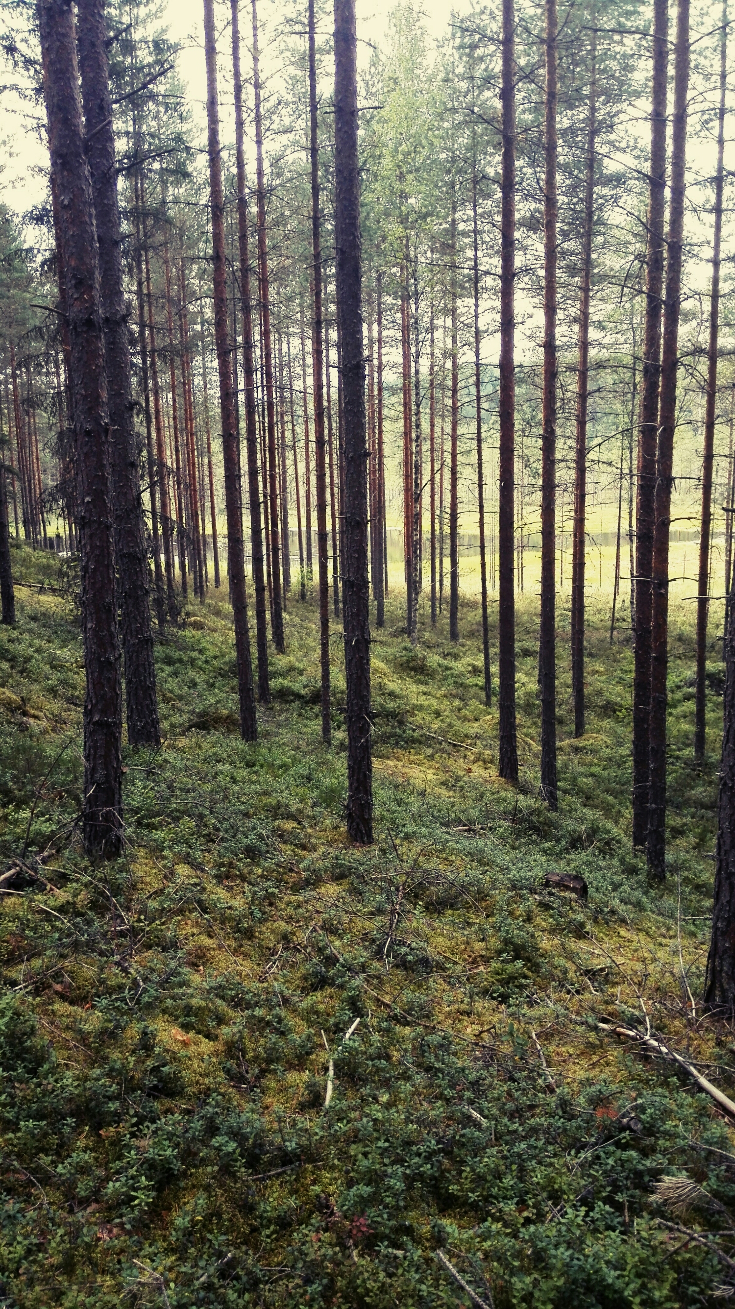 Muistan vieläkin sen tunteen kun tajusin paikan luonnonrikkauden ja monipuolisuuden. Kuvassa läheinen metsä, jonne juoksin alussa paljon silloin kun kaipasin olla yksin Jumalan kanssa. 
