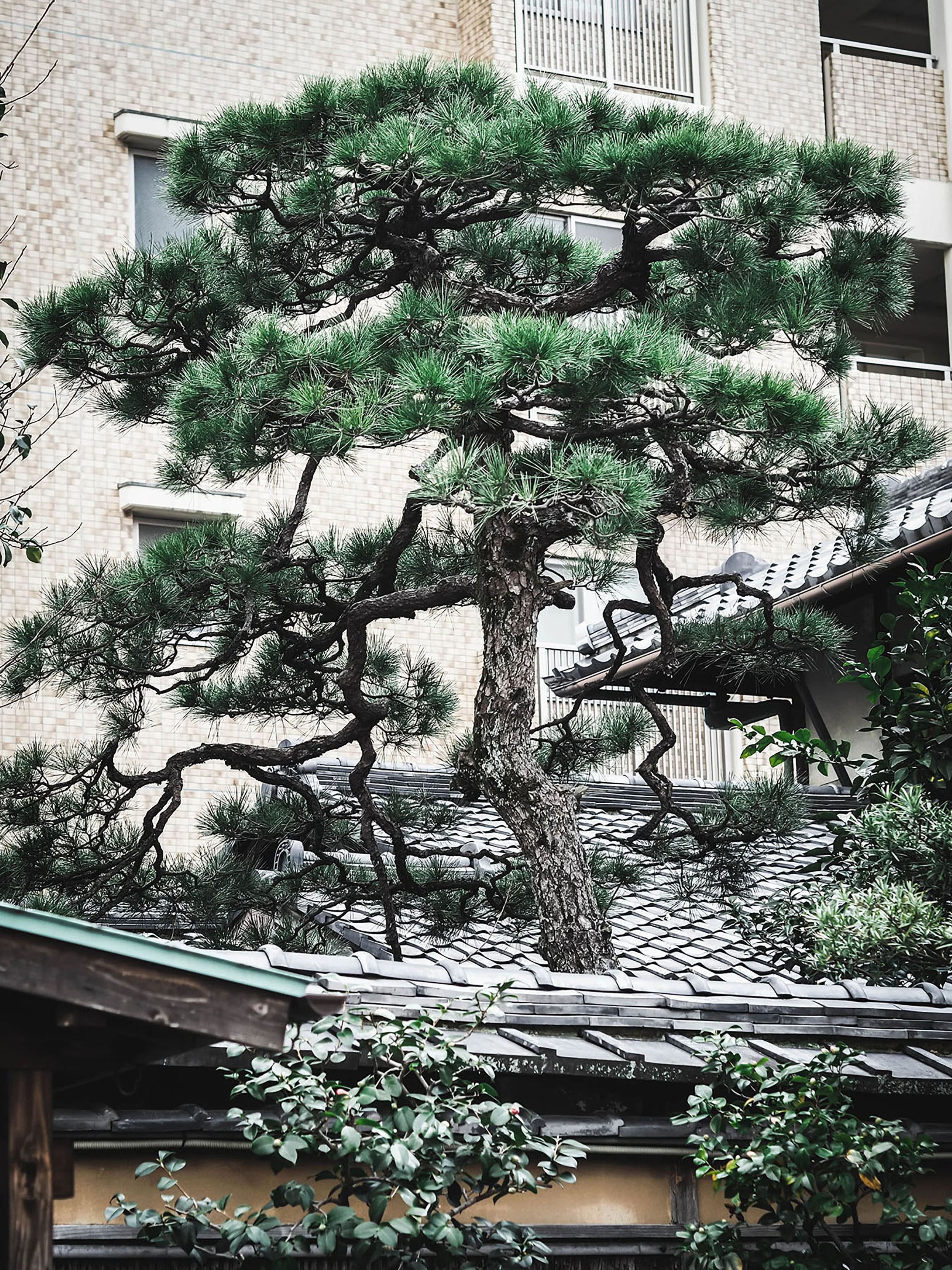 Kyoto+3.jpg