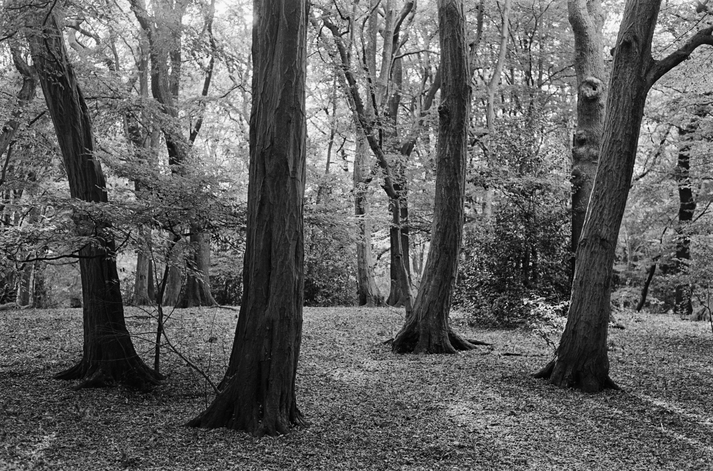 Highgate Woods in autumn.jpg