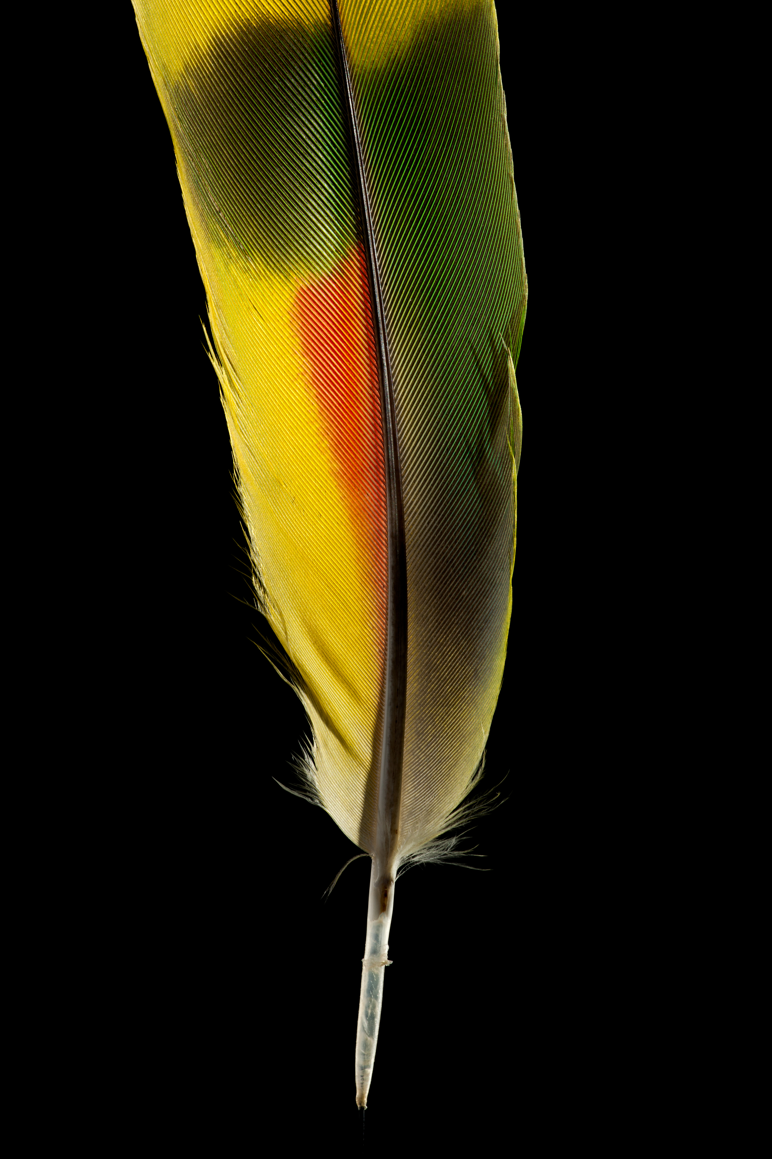 20 Amazing Facts About Feathers