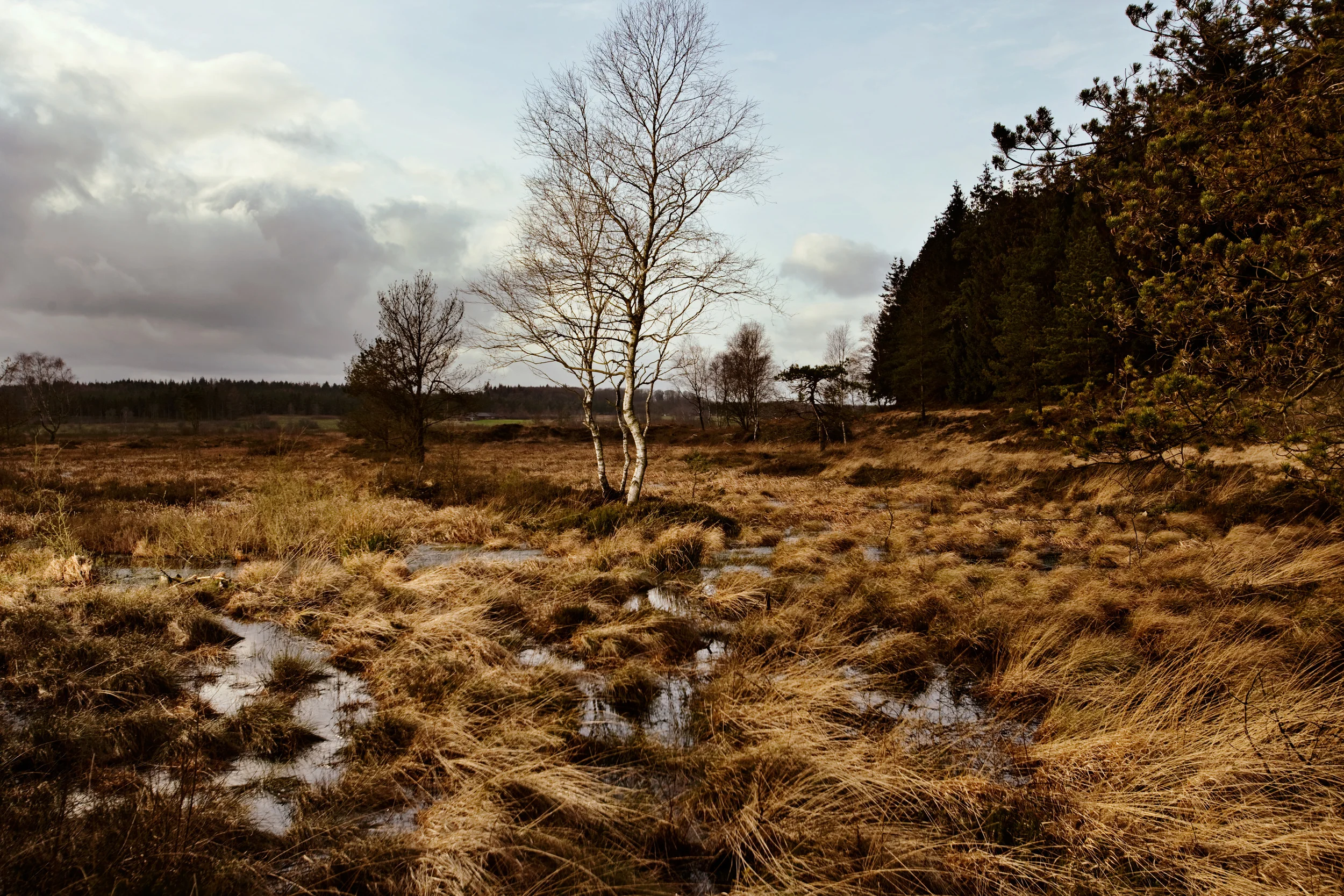 RC_1_Bog Landscape 1.1.jpg