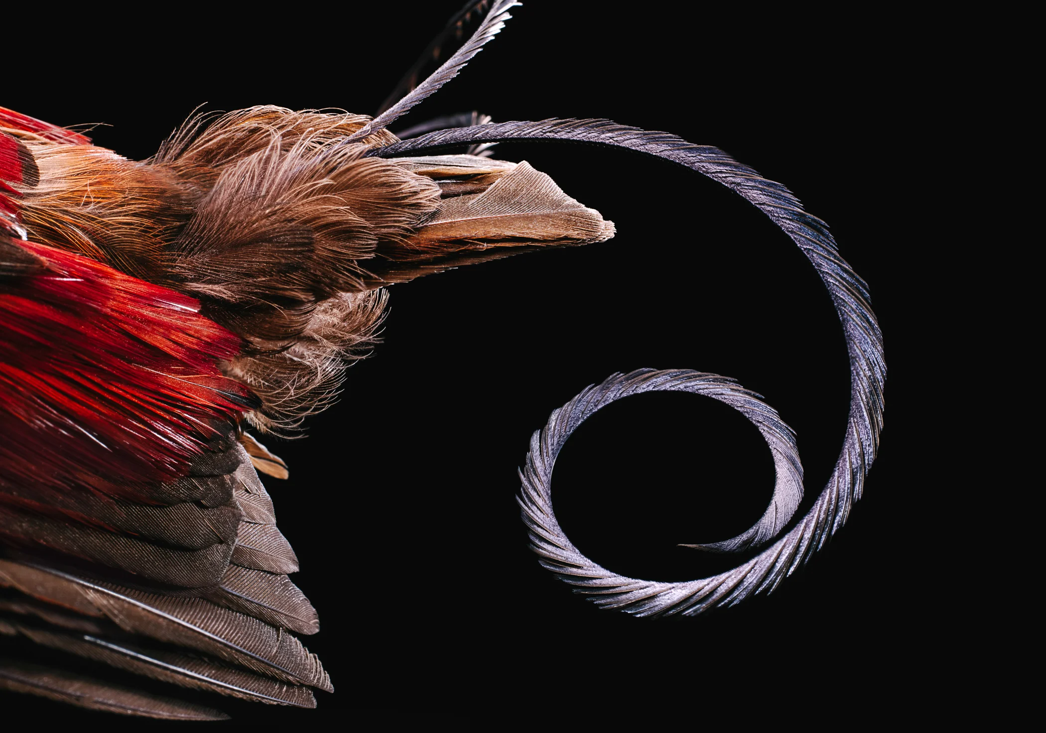 Feathers-14.jpg