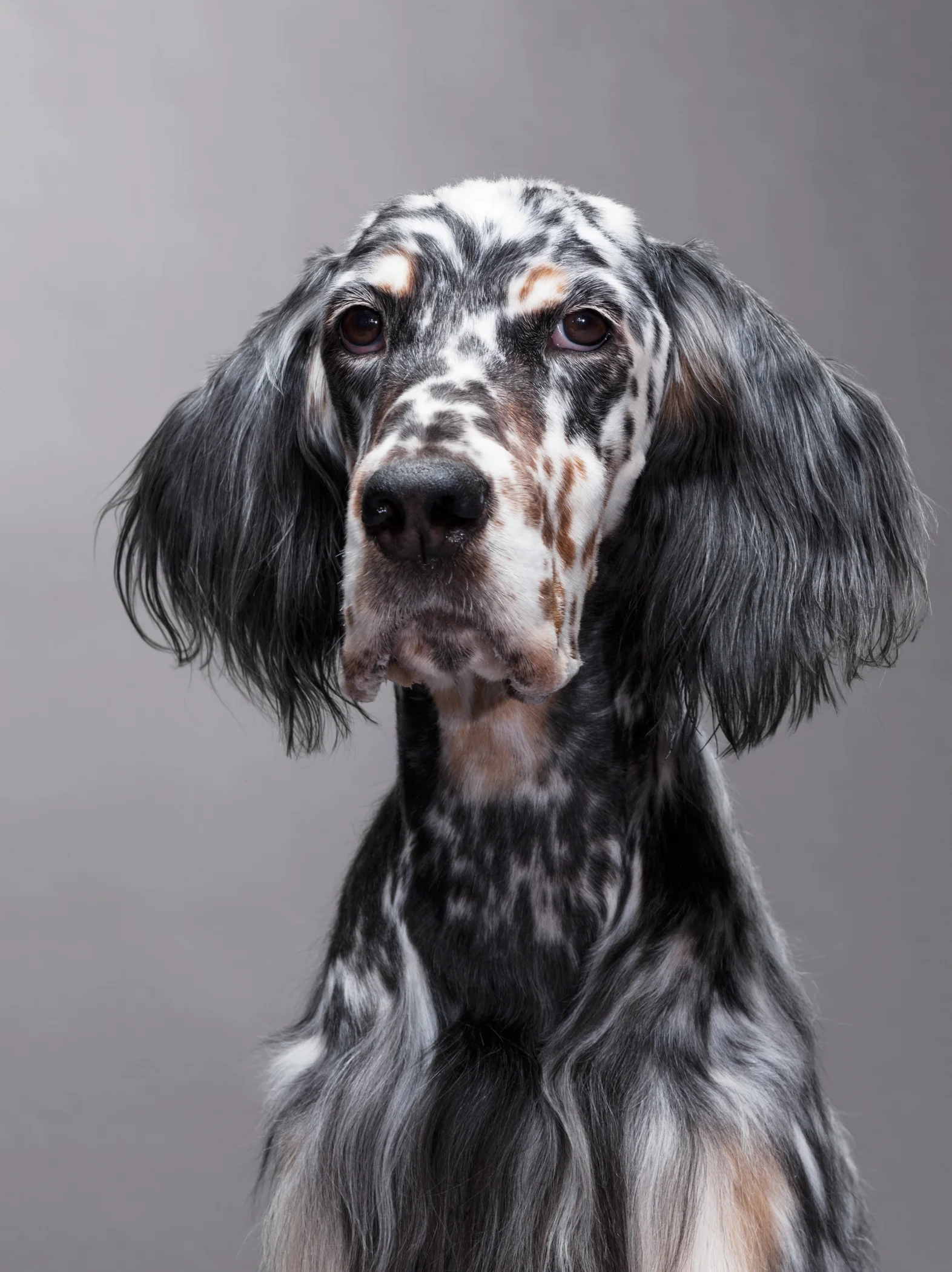 Animal Portraits-6.jpg