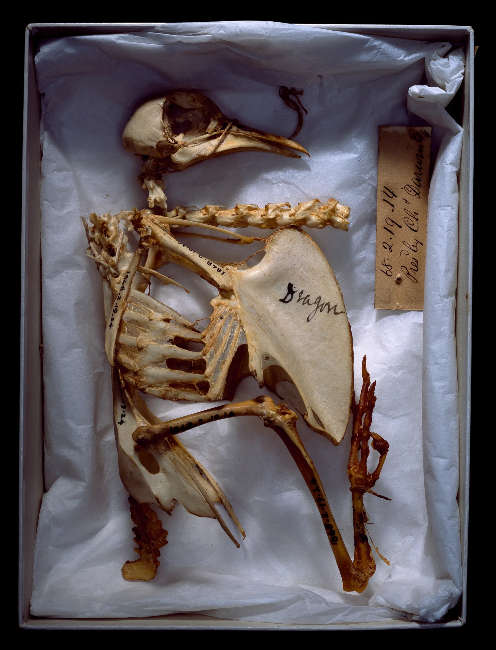 Stones & Bones-4.jpg