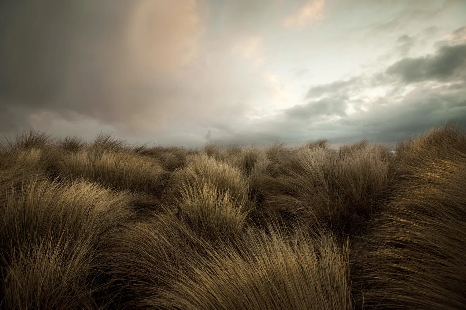 SeaGrass.jpg
