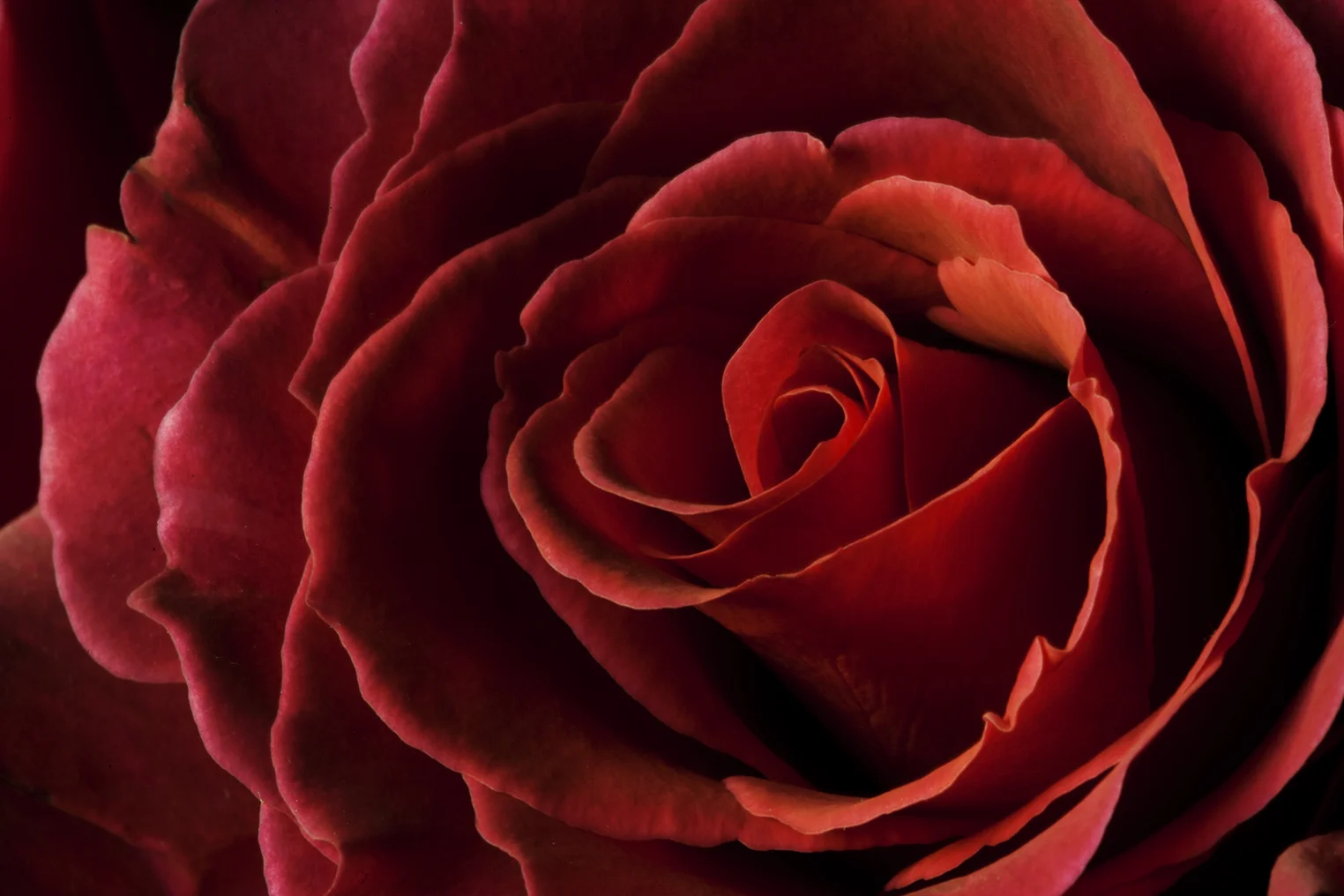 Rose.jpg