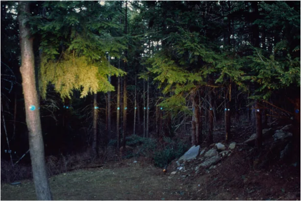 A Level Amongst The Trees