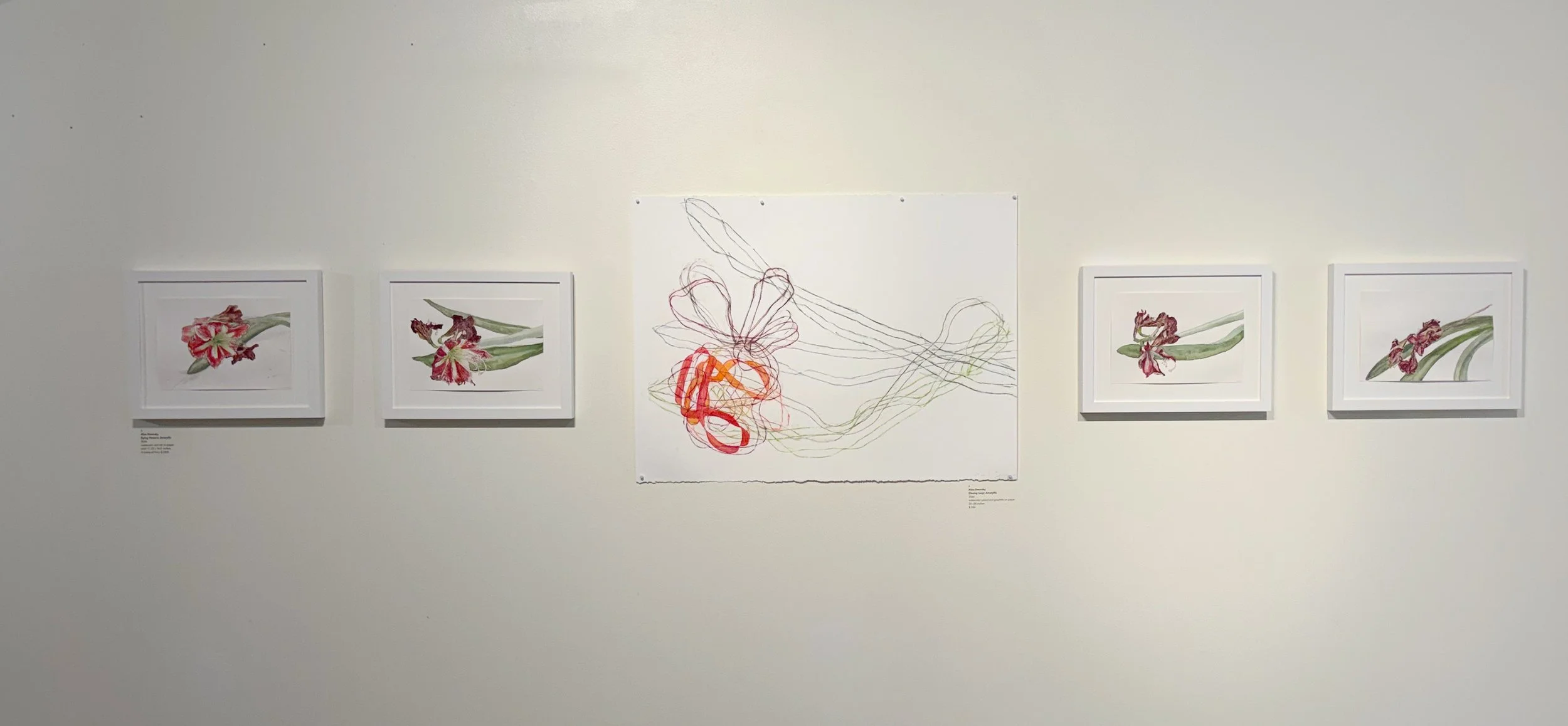 Dying flowers: Amaryllis and Closed Loop :Amaryllis (exhibition view), 2026
