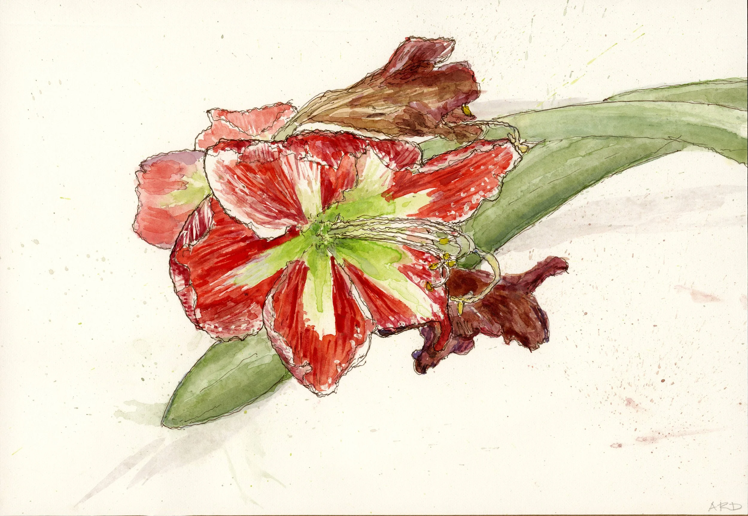 Dying Flowers: Amaryllis 1, Watercolor and ink on Paper, 7" X 10" , 2026