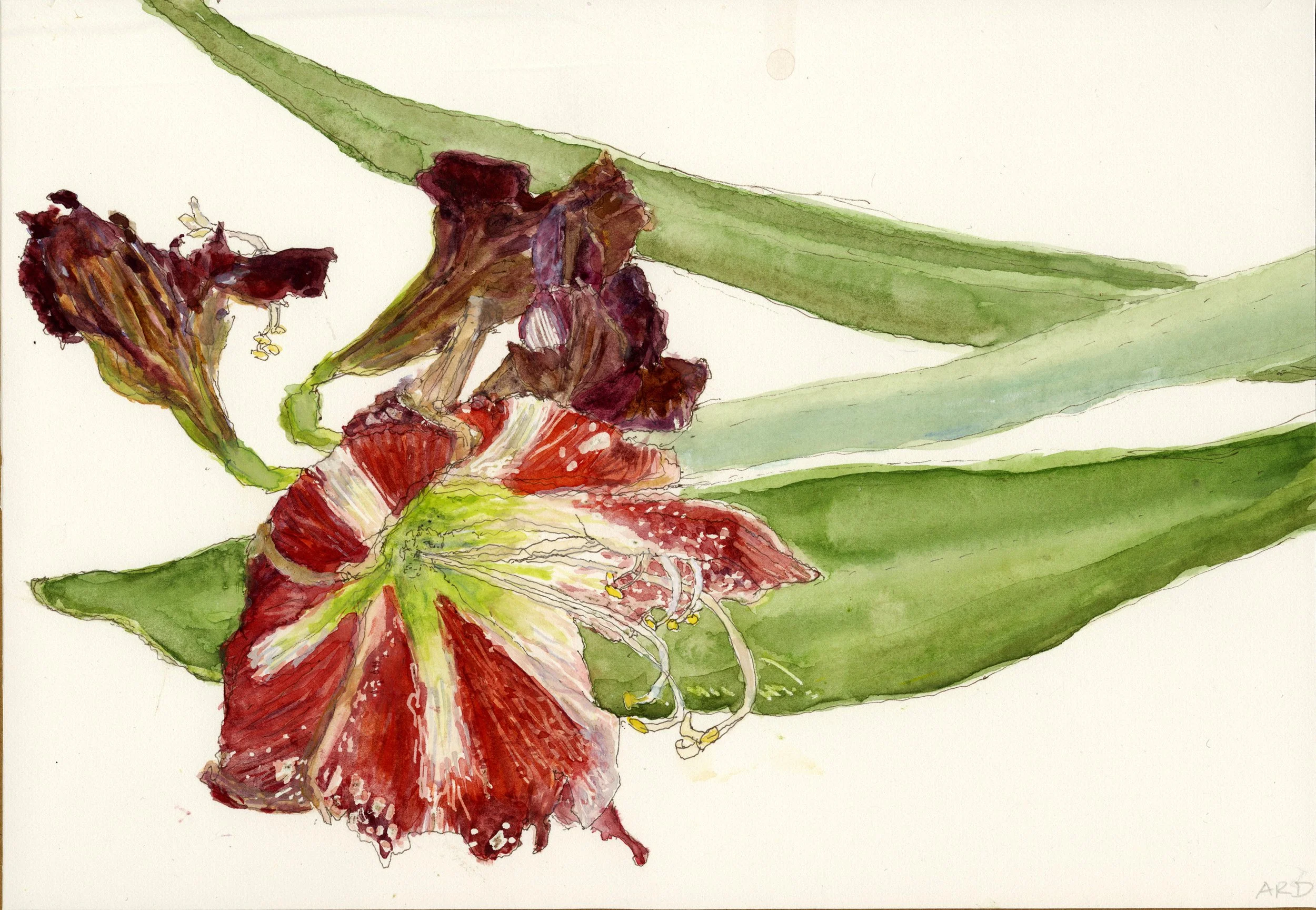 Dying Flowers: Amaryllis 1, Watercolor and ink on Paper, 7" X 10" , 2026