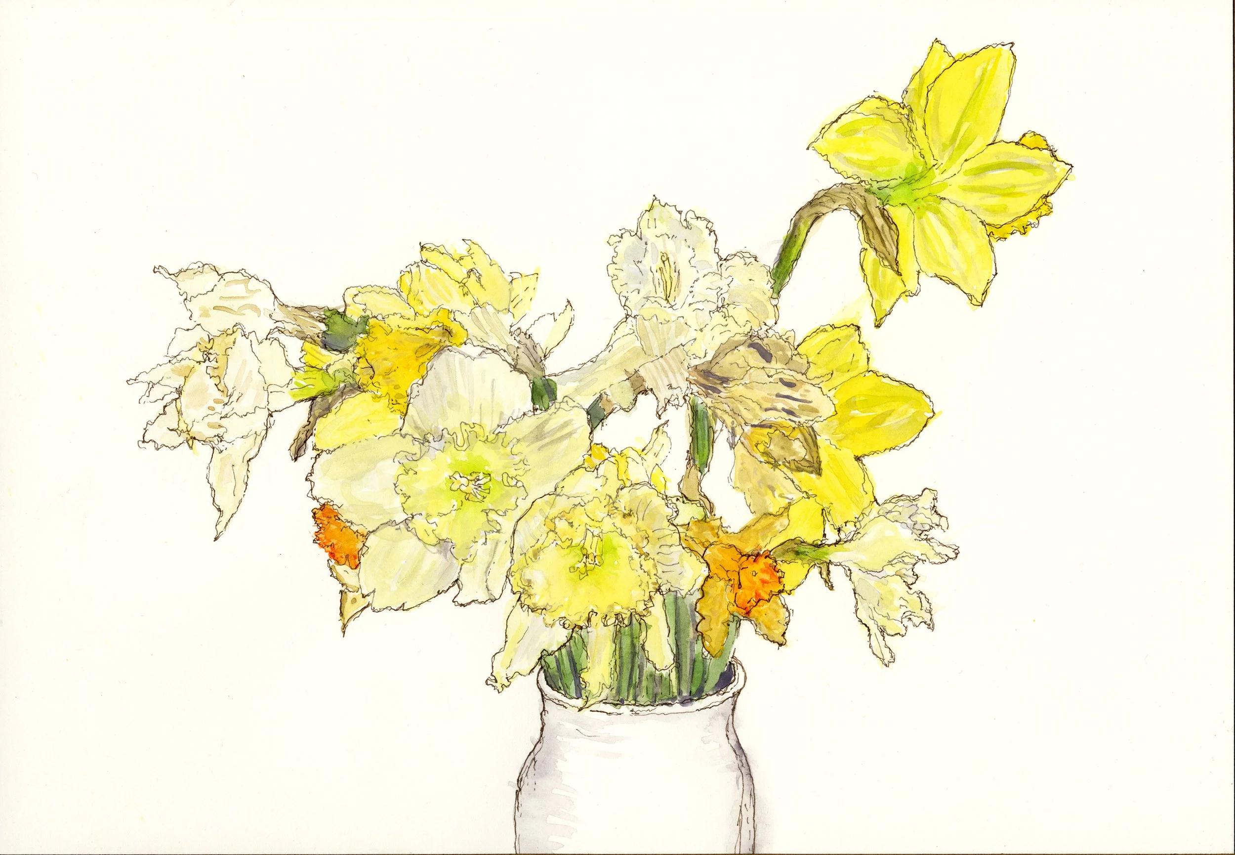 Dying Flowers: Daffodils 2, Watercolor and Ink on Paper, 7" X 10", 2026