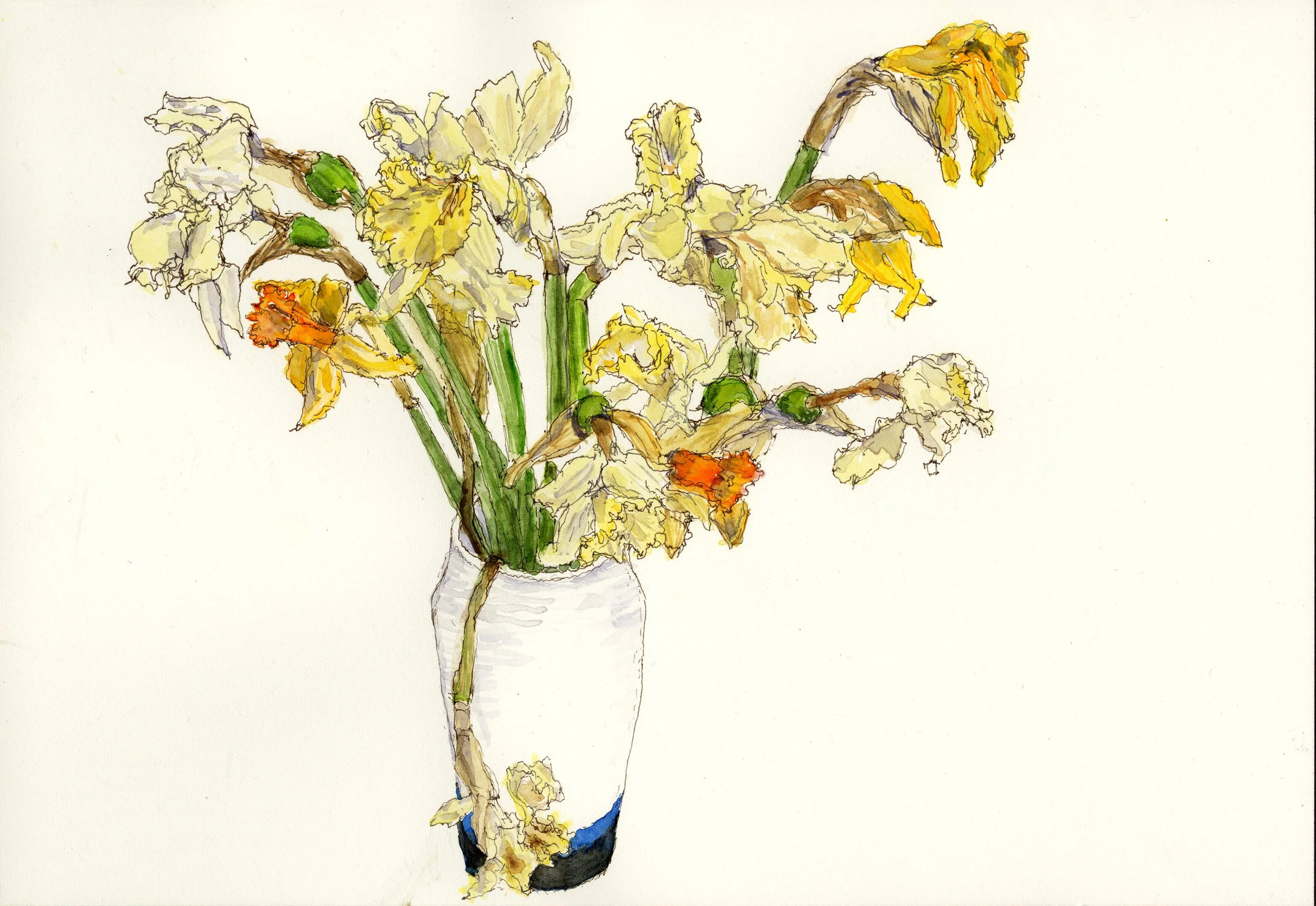 Dying Flowers: Daffodils 3, Watercolor and Ink on Paper, 7" X 10", 2026