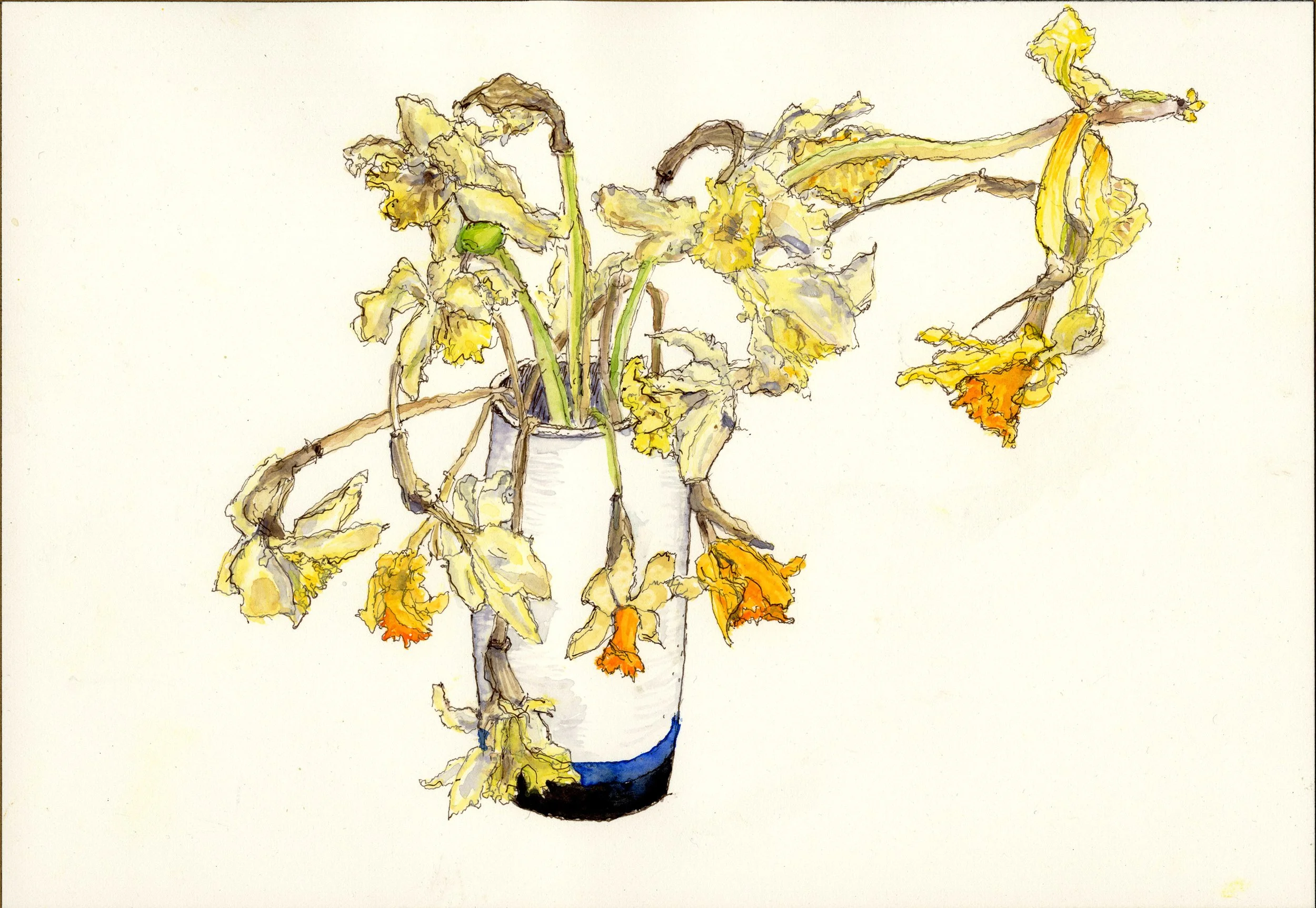 Dying Flowers: Daffodils 4, Watercolor and Ink on Paper, 7" X 10", 2026