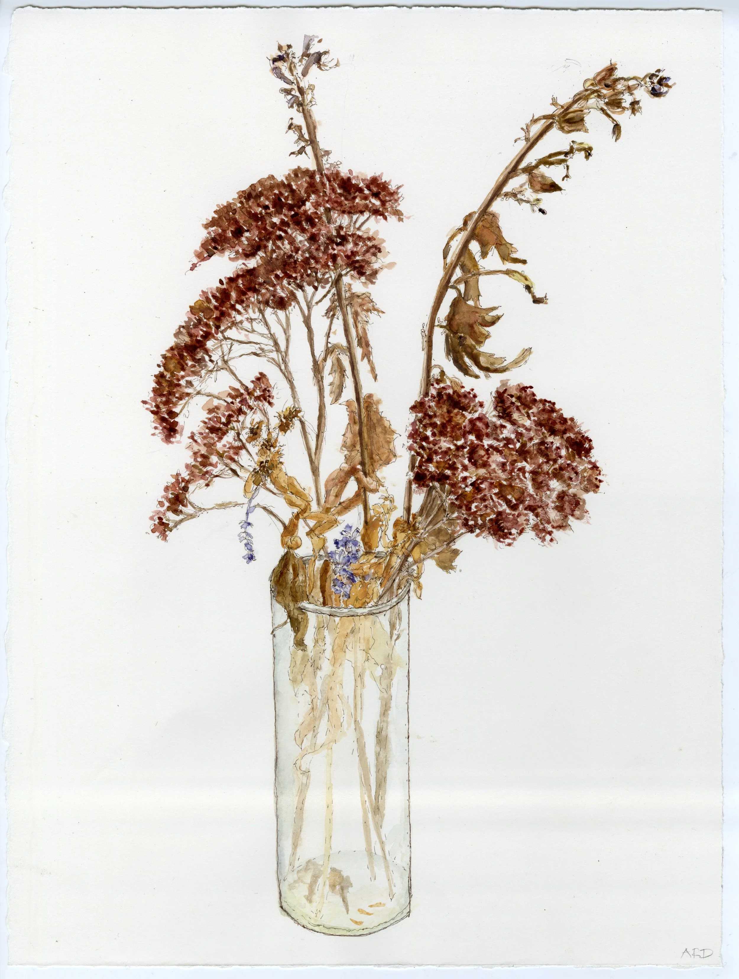 Dying Flowers: Sedum, watercolor and ink on paper, 10" X 7", 2026