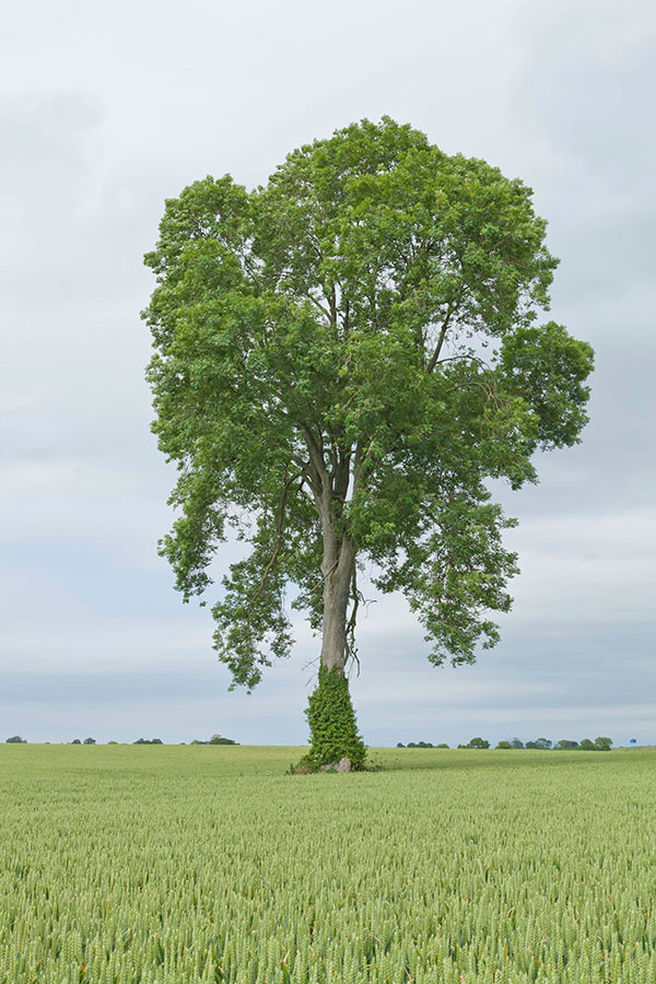 A Tree 2014 Archival pigment print 159cm x 106 cm