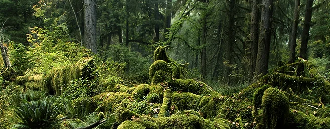 KIC3213-Rain-Forest-Landscape-Hoh-Rain-Forest-Olympic-NP-Washington.jpg