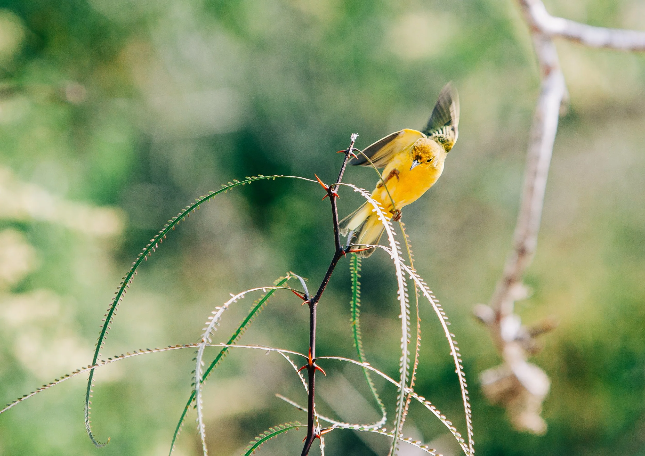 Yellow songbird perched on a thorny branch against a blurred green background