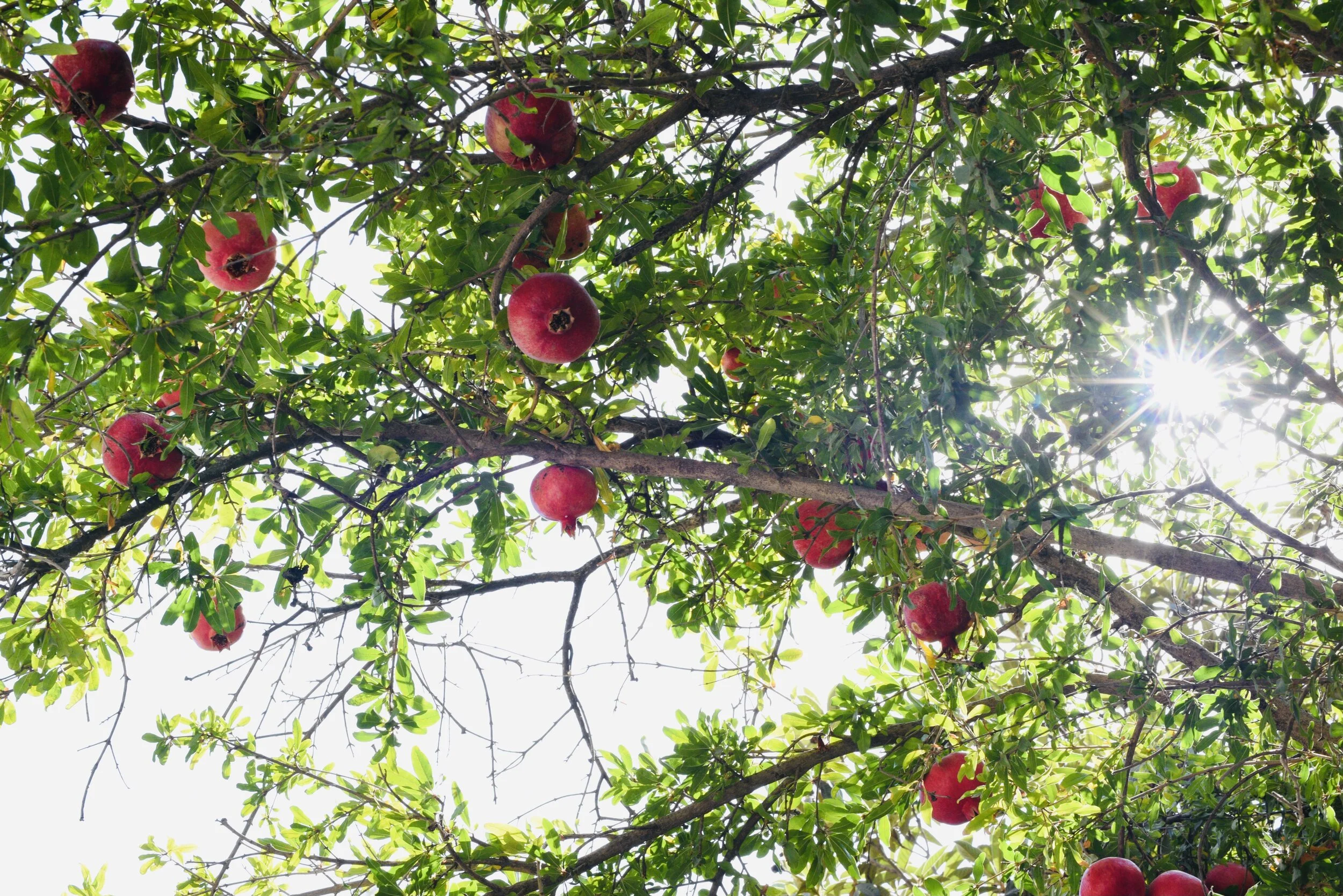 Sharing Work, Requesting Feedback, and Offering Critique: A Modest Proposal