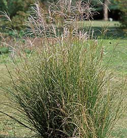  Chinese Silvergrass Miscanthus sinensis Anderss.