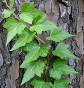  English Ivy Hedera helix