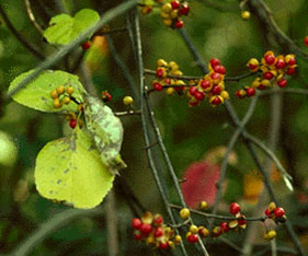  Oriental Bittersweet Celastrus orbiculatus Thunb
