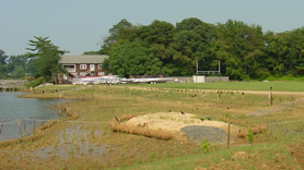 Living Shoreline