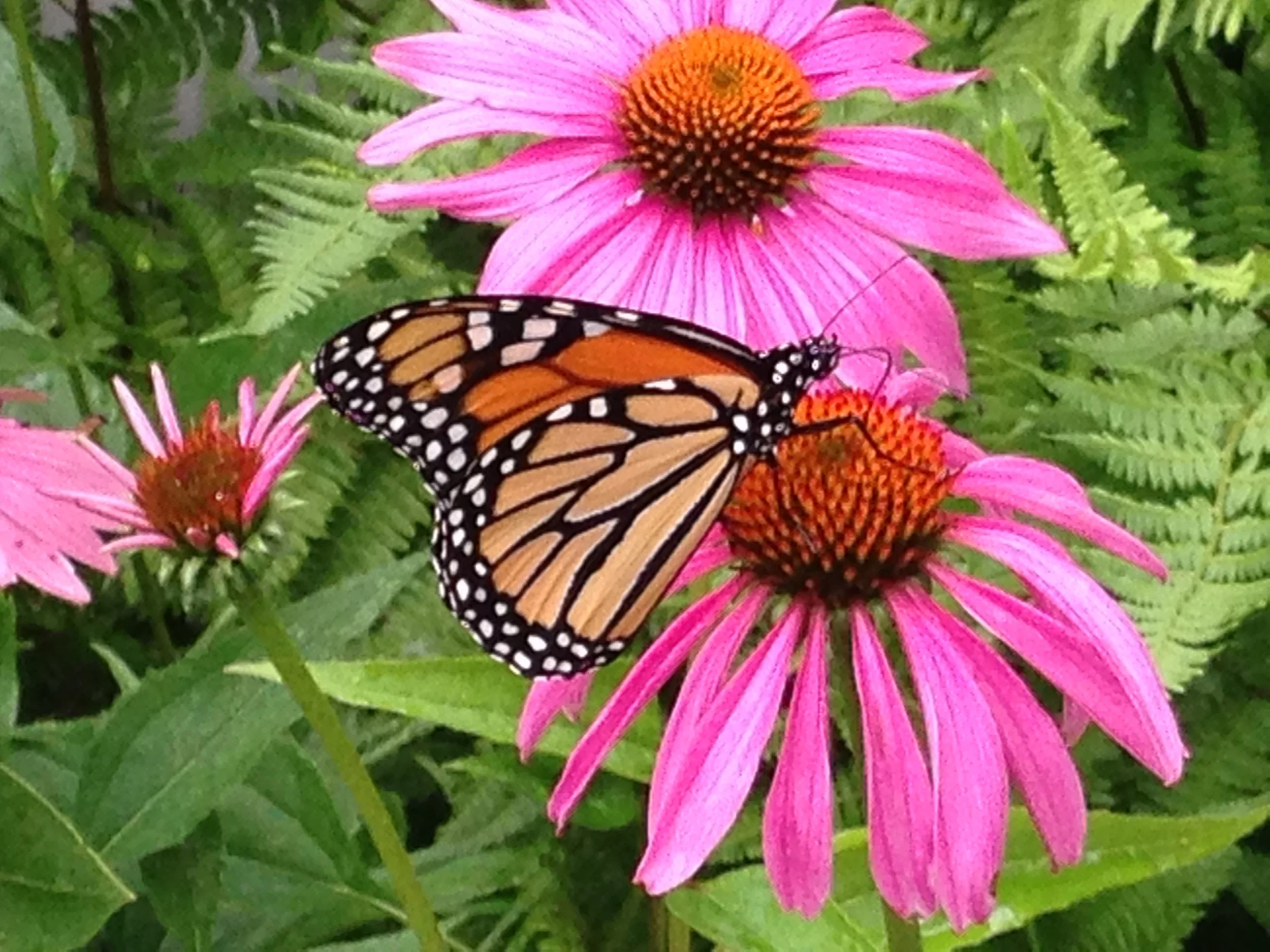 Plant Identification Continuing Education Class