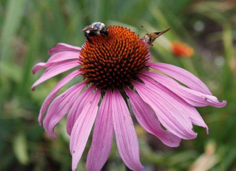 pollinator crop.jpg