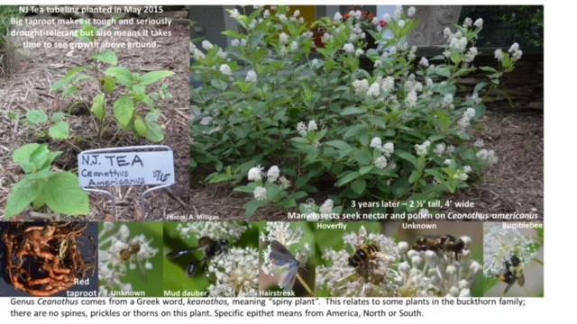 Ceanothus_Root_Pollinators.jpg