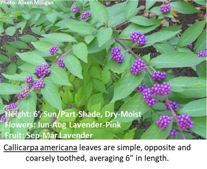 Callicarpa_main.jpg
