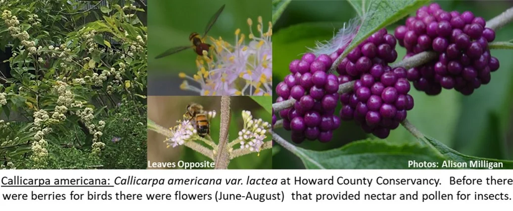 Callicarpa_misc.jpg