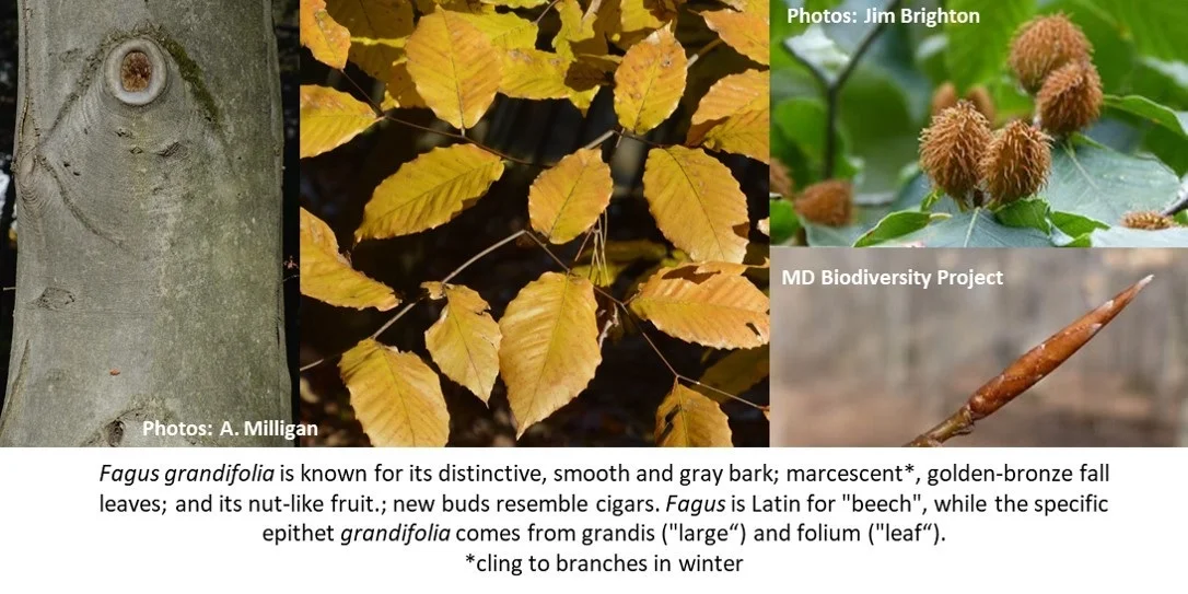 fagus+2.jpg