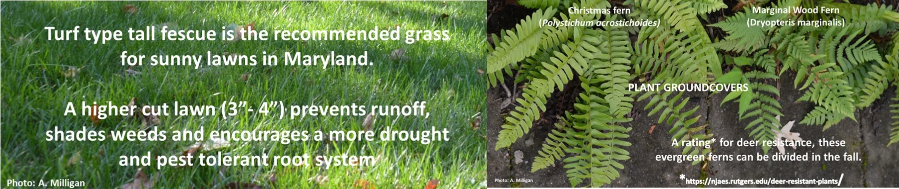 GroundCovers.jpg