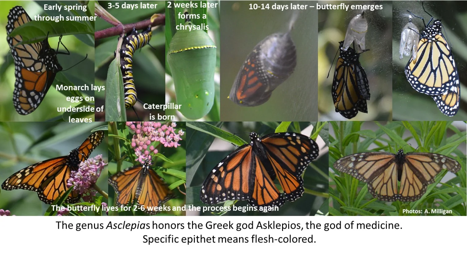 Asclepias_incarnata_Misc.jpg